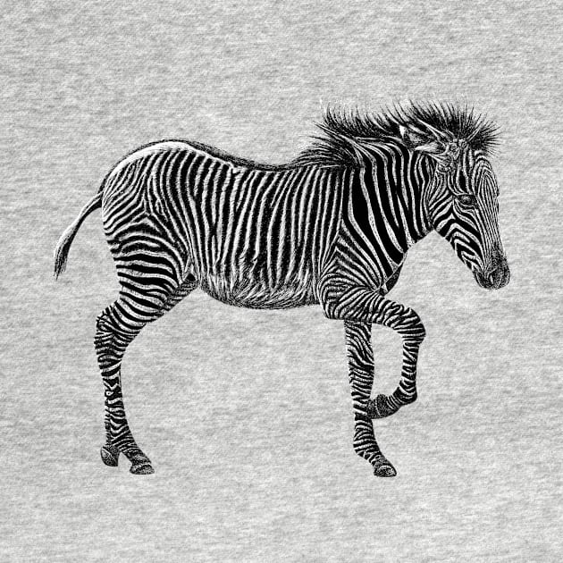 Grevy's zebra foal by lorendowding